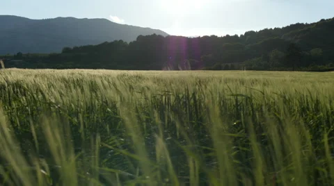 Field of green grass blowing in wind Stock Footage 64343740