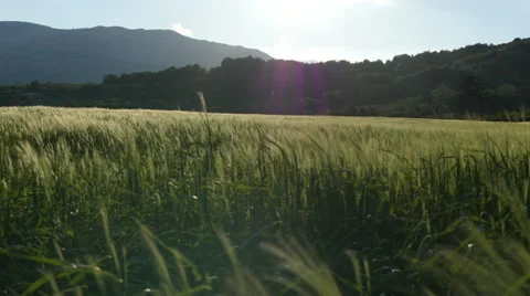 Field of green grass blowing in wind 스톡 동영상 64343783
