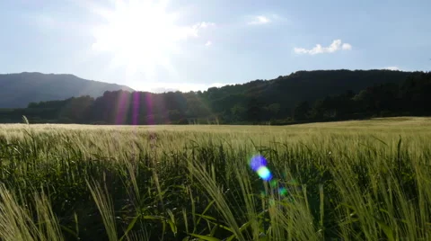 Field of green grass blowing in wind Stock Footage 64343803