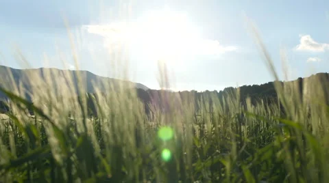 Field of green grass blowing in wind 스톡 동영상 64343814