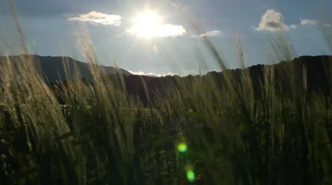 Field of green grass blowing in wind 스톡 동영상 64343850