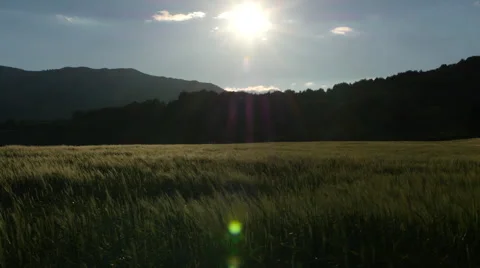 Field of green grass blowing in wind Video stock 64343917