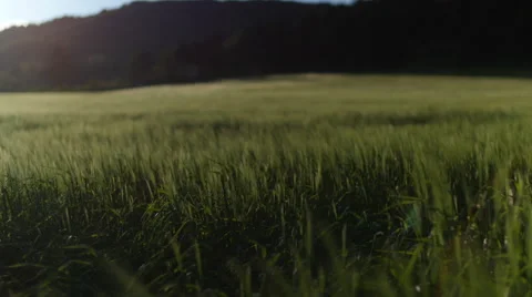 Field of green grass blowing in wind 스톡 동영상 64343962
