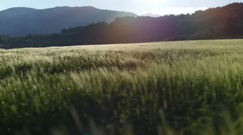 Field of green grass blowing in wind Stock Footage 64344000