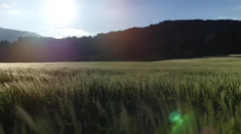 Field of green grass blowing in wind Video stock 64344046