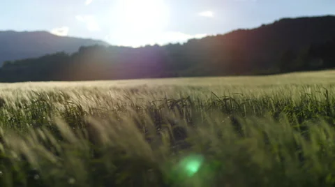 Field of green grass blowing in wind Video stock 64344095