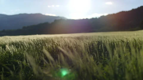 Field of green grass blowing in wind 스톡 동영상 64344109