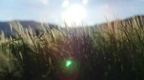 Field of green grass blowing in wind Stock Footage 64344155