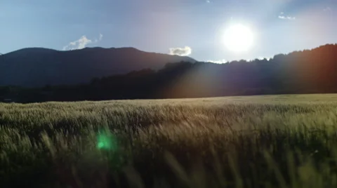 Field of green grass blowing in wind Video stock 64344192