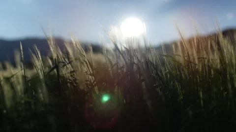 Field of green grass blowing in wind 스톡 동영상 64344201