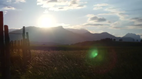 Field of green grass blowing in wind Video stock 64344239