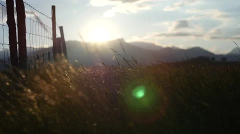 Field of green grass blowing in wind Stock Footage 64344286