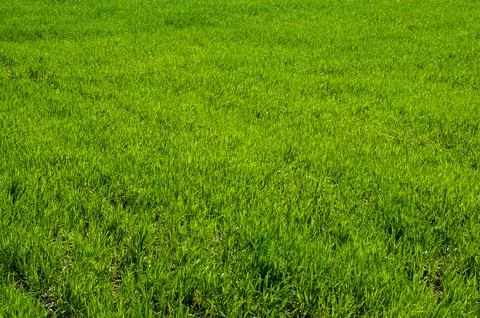 Field, green grass closeup background pattern Stock Photos