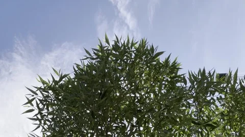 A field of green grass with a few trees in the background 库存影片 277565730