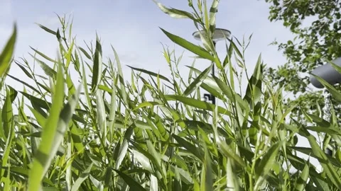 A field of green grass with a few trees in the background Vidéo 279050985