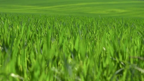Field of green grass Stock Footage 76749095