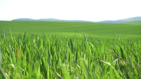 Field of green grass Vídeo Stock 76749152