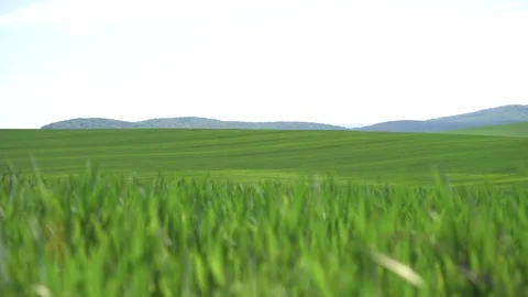 Field of green grass Vídeo Stock 76749208