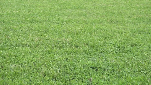 Field with a green grass Stock Footage 115493081