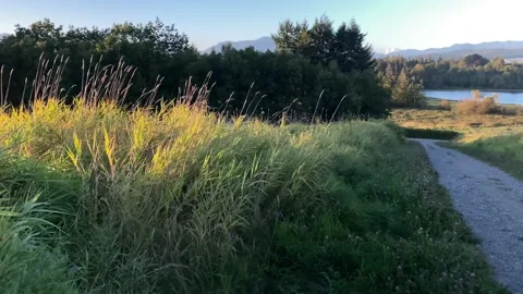 Field with green grass Stock Footage 138288866