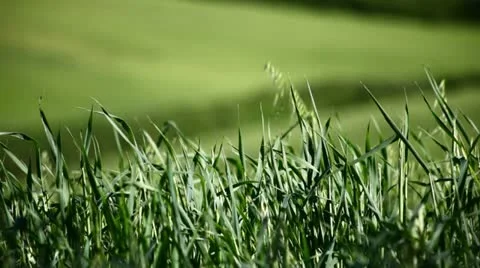 Field of green grass on a hill Video stock 11104583