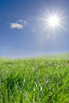 Field of green grass Illustrazione stock