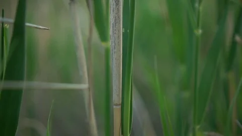 Field of green grass, a man passes through a field in the background Stock Footage 75744034