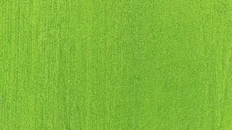 Field of green grass Medium shot Stock Footage 69067504