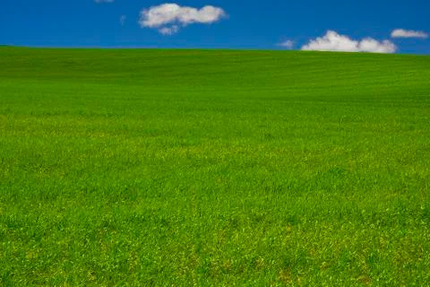 Field of green grass Stock Photos
