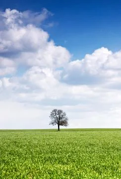 Field of green grass Stock Photos