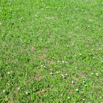 Field of green grass Stock Photos