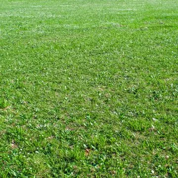 Field of green grass Stock Photos