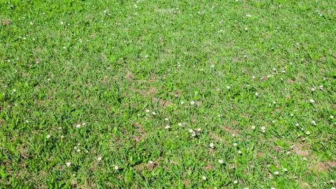 Field of green grass Stock Photos