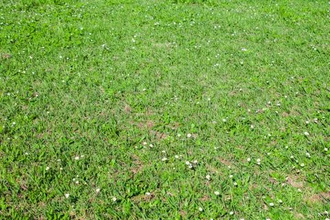 Field of green grass Stock Photos