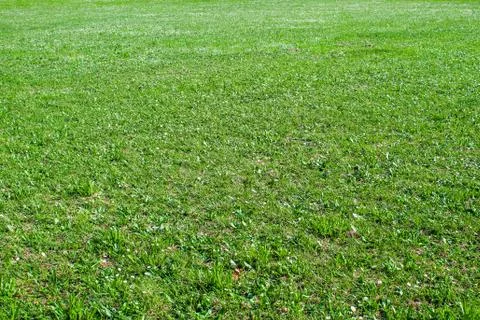 Field of green grass Stock Photos
