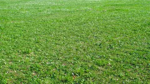 Field of green grass Stock-Fotos