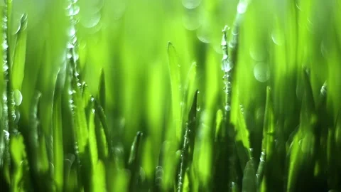 Field of green grass with raindrops on it Stock Footage 302953881