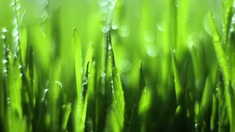 Field of green grass with raindrops on it Stock Footage 312130288