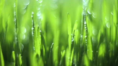 Field of green grass with raindrops on it Stock Footage 313172468