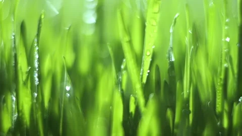 Field of green grass with raindrops on it Stock Footage 313648259