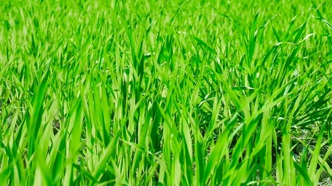 Field green grass in spring Stock Footage 75181946
