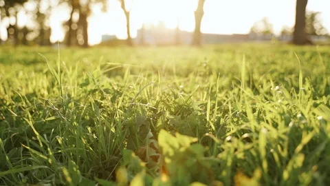 Field of green grass on a sunset Stock Footage 125756192