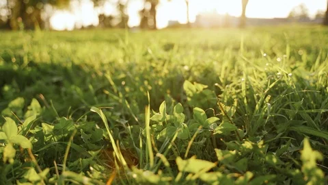 Field of green grass on a sunset Stock Footage 125794619
