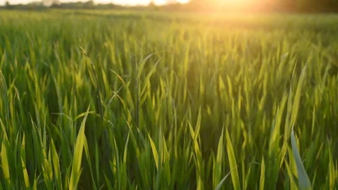 Field of green grass at sunset Stock Footage 130129881