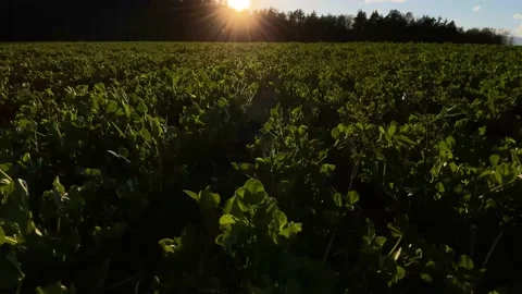 Field with green grass at sunset Stock Footage 153042000