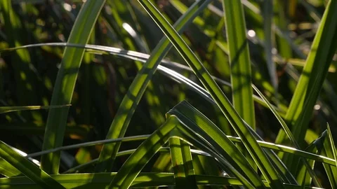 Field Of Green Grass Swaying Of Wind Slow Motion Video stock 79936161