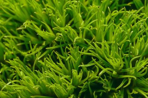 Field of green grass tips background Stock Photos
