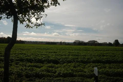 A field of green grass with a tree in the background Stock Photos