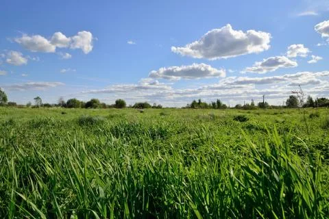 Field with green grass under the clouds of Sunny day Stock Photos