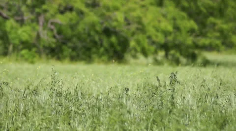 Field of green grass - windy Stock Footage 25910116